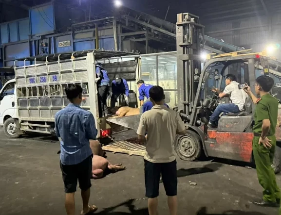 Số lợn chết được vận chuyển trên xe tải. Ảnh: QLTT Vĩnh Phúc