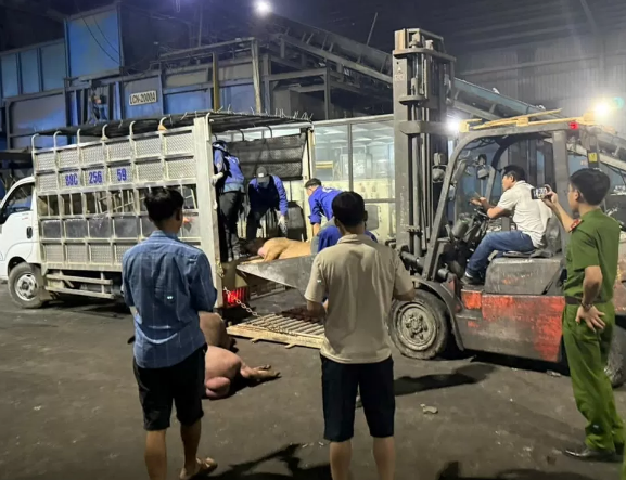 Số lợn chết được vận chuyển trên xe tải. Ảnh: QLTT Vĩnh Phúc