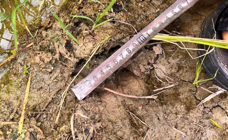 Dấu chân thú xuất hiện trên cánh đồng lúa tại Phú Thọ.