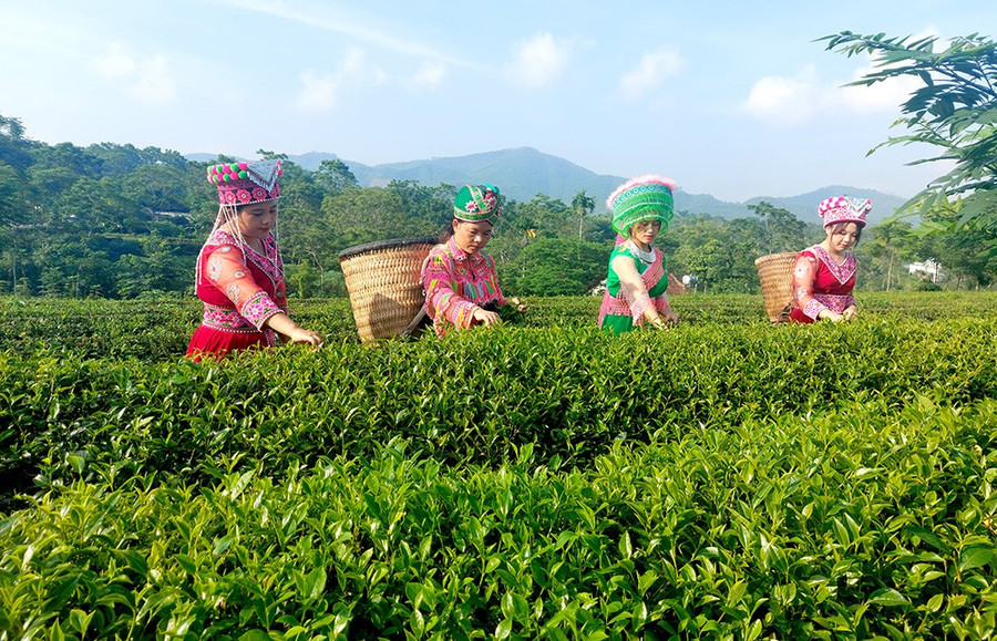 Đồng bào dân tộc Mông thôn Mỹ Hoa thu hái chè. Ảnh: Bàn Thanh