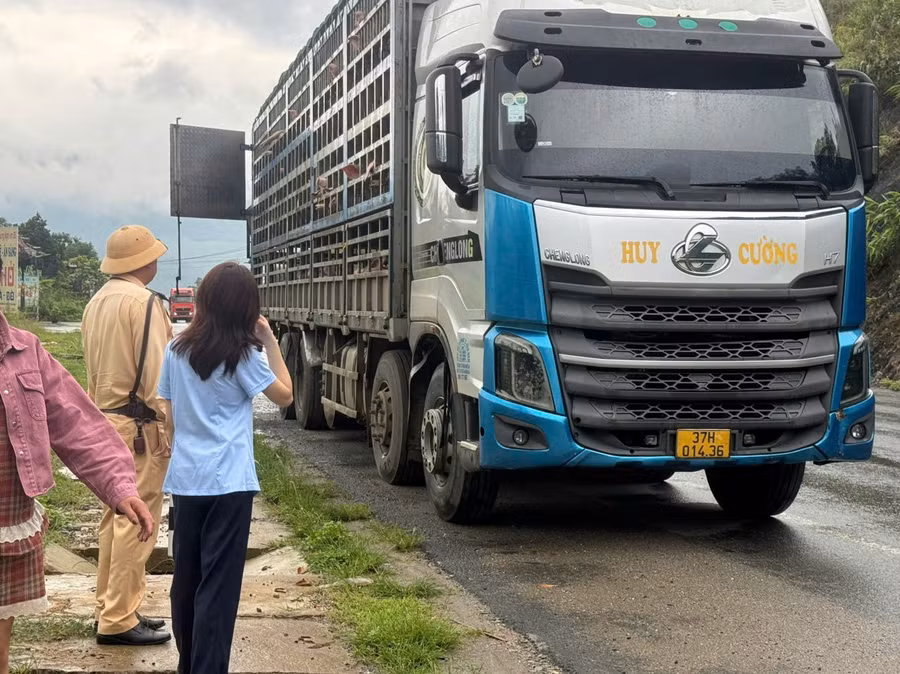 Đoàn công tác kiểm tra xe tải vận chuyển 192 con lợn. (Ảnh: Chi cục QLTT Phú Thọ)