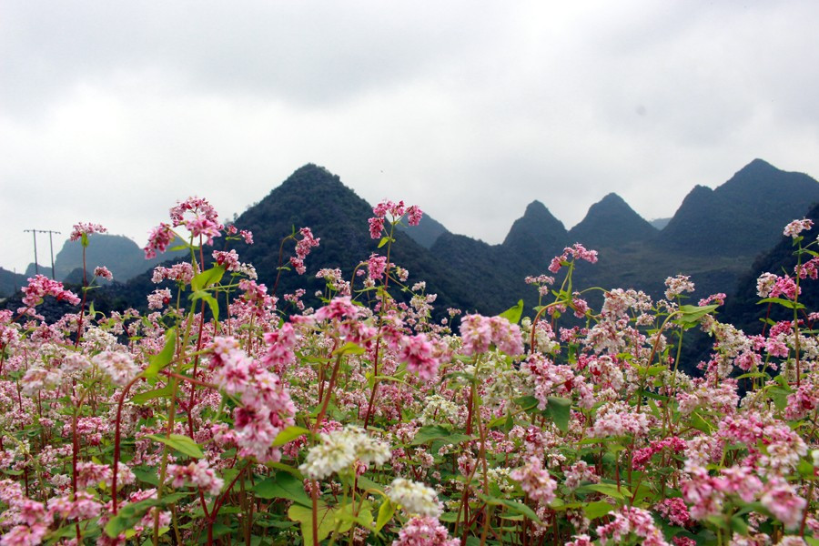 Hoa tam giác mạch nở rộ trên Cao nguyên đá Đồng Văn, Hà Giang .