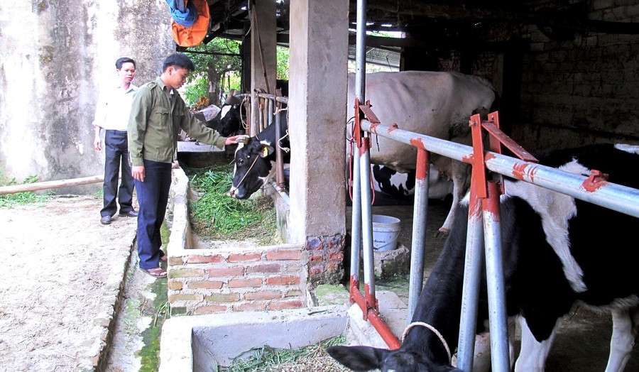 Nông dân huyện Lập Thạch nuôi bò phát triển kinh tế gia đình. Ảnh: Thanh Hương