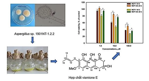 Sơ đồ nghiên cứu thu nhận hợp chất kháng ung thư vismione E từ chủng vi nấm Aspergillus sp. 1901NT-1.2.2.