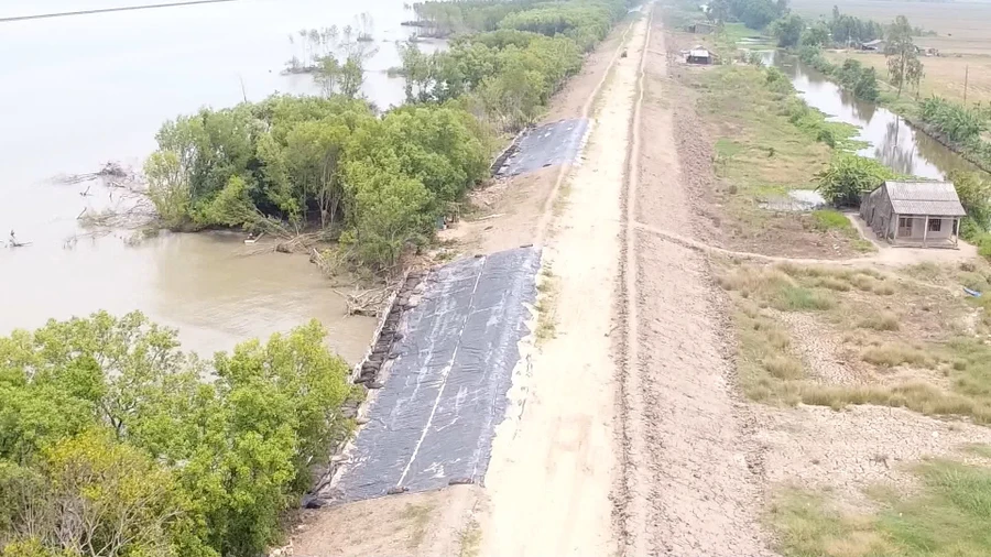 Một đoạn đê biển phía Tây tỉnh Cà Mau xuất hiện nhiều vị trí sạt lở.