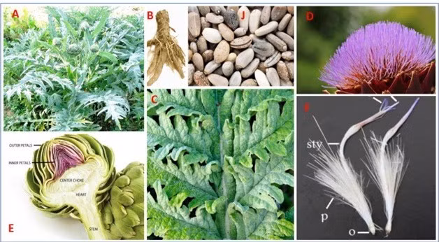 Đặc điểm hình thái thực vật của cây actisô.