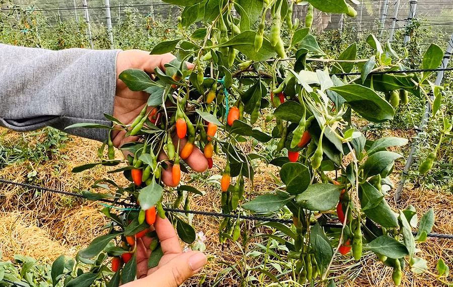 Cây kỷ tử có nhiều tác dụng chữa bệnh. Ảnh minh họa: INT