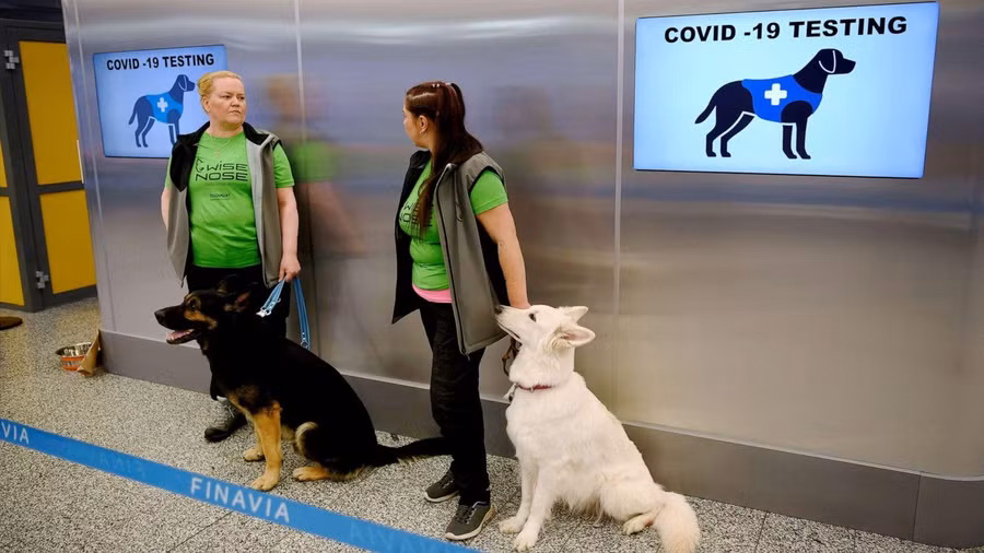Chó phát hiện người mắc Covid-19 tại sân bay Helsinki – Vantaa, Phần Lan. Ảnh: ABC News