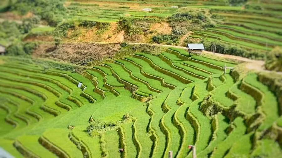 mu cang chai ve dep sieu thuc hang dau the gioi (5).jpg