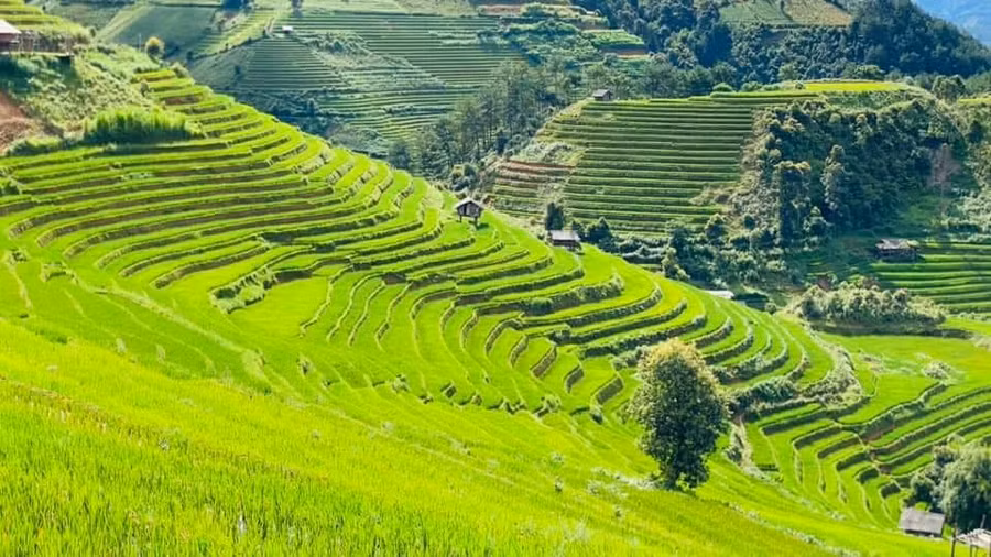 mu cang chai ve dep sieu thuc hang dau the gioi (4).jpg