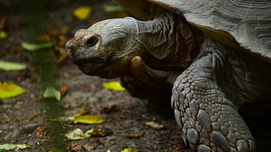 Rùa Aldabra.