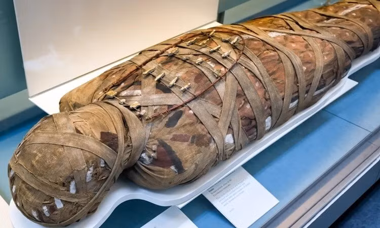 Nhiều vi khuẩn gây bệnh cần có vật chủ sống để tồn tại. 