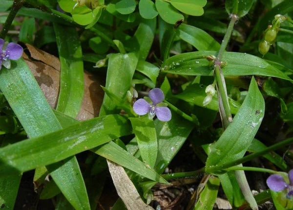 Cây thuốc thuộc chi Murdannia sp. có thành phần hỗ trợ viêm loét dạ dày.