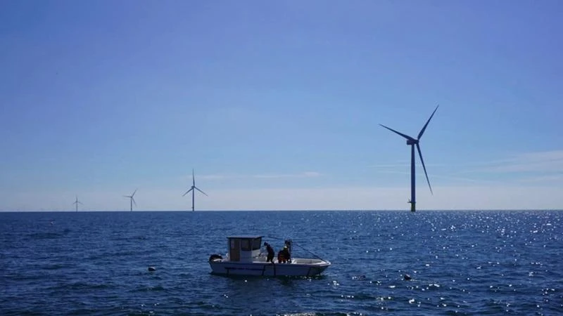 Công nhân đang kiểm tra rong biển và trai tại trang trại gió ngoài khơi Kriegers Flak ở Biển Baltic, Đan Mạch. Ảnh: AP