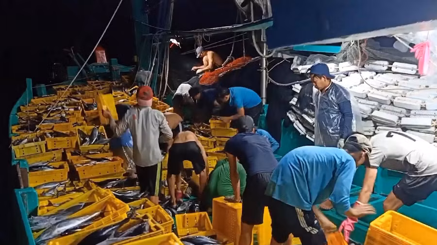 vung dat chin rong co da de lon nhanh (1).jpg