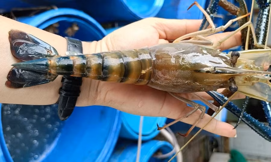 Tôm càng xanh được gây mê để giữ nguyên dưỡng chất khi bảo quản, chế biến.