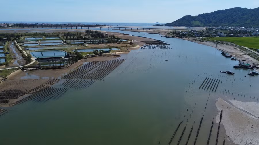 Gần 30ha sông Rác đoạn từ xã Cẩm Lĩnh đến cầu Cửa Nhượng người dân đóng cọc chi chít để nuôi hàu.