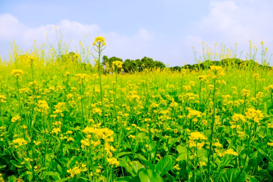 Mùa hoa cải thường rơi vào khoảng giữa tháng 11 đến tháng 12…