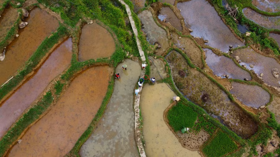 canh sac ruong bac thang mua nuoc do (6).jpg