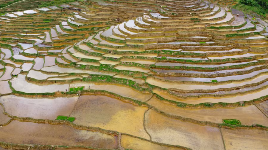 canh sac ruong bac thang mua nuoc do (3).jpg