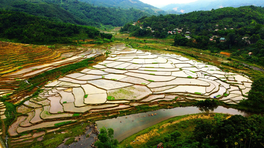 canh sac ruong bac thang mua nuoc do (2).jpg