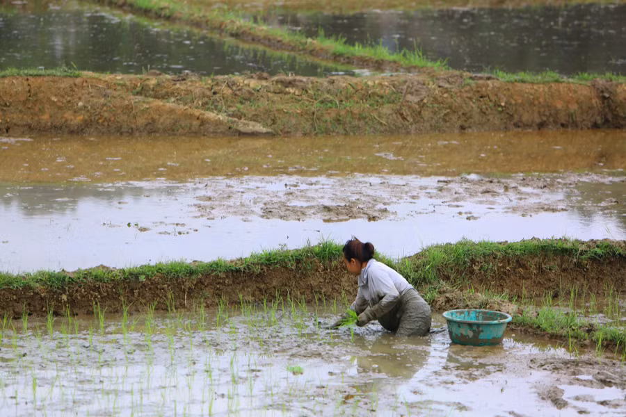 canh sac ruong bac thang mua nuoc do (7).jpg