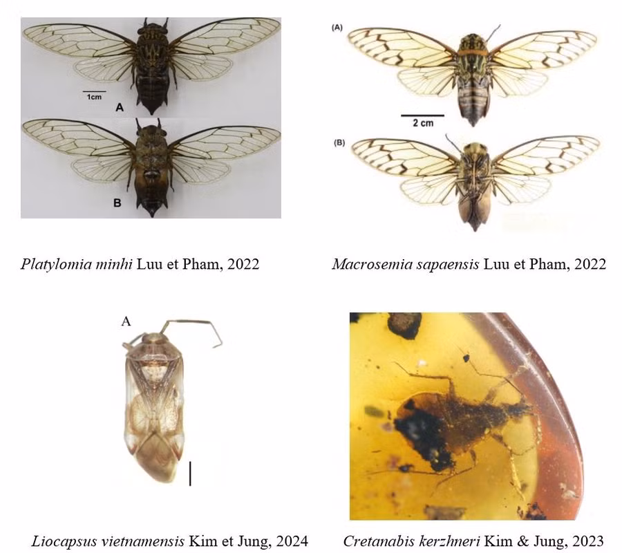 Hình ảnh bốn loài mới được công bố trong nhiệm vụ.