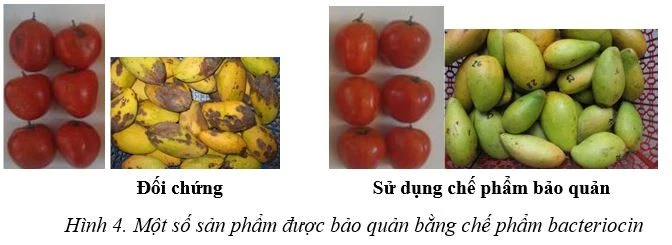 Chế phẩm bảo quản rau quả từ hành tây của nhóm tác giả trường Đại học