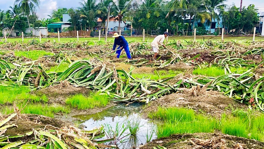 Thân cây thanh long là nguồn phụ phẩm nông nghiệp có thể được tận dụng tạo than sinh học xử lý ô nhiễm kim loại nặng trong nước.