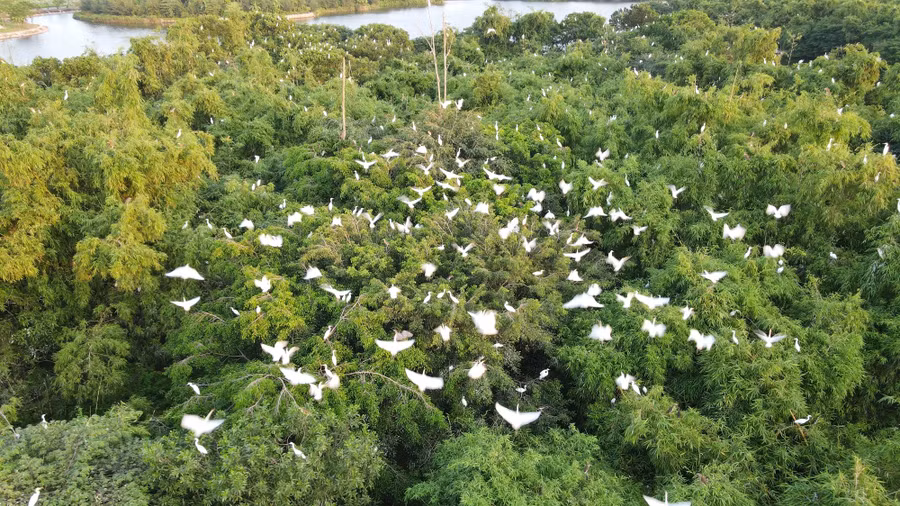 Dao co chi lang nam hai duong mon qua quy sau tran dai hong thuy (5).jpg