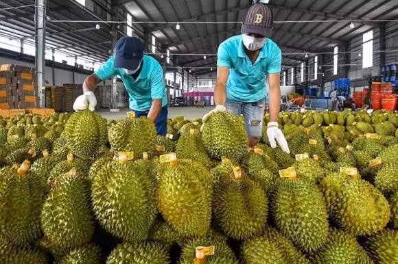 Năm 2024, xuất khẩu ngành nông, lâm, thủy sản dự báo cán mốc 62 tỷ USD.