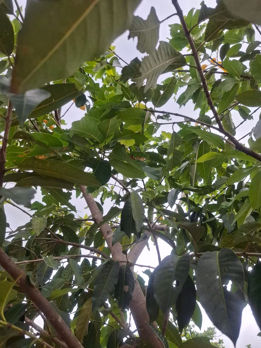 nuoc voi than thuong (4).jpg