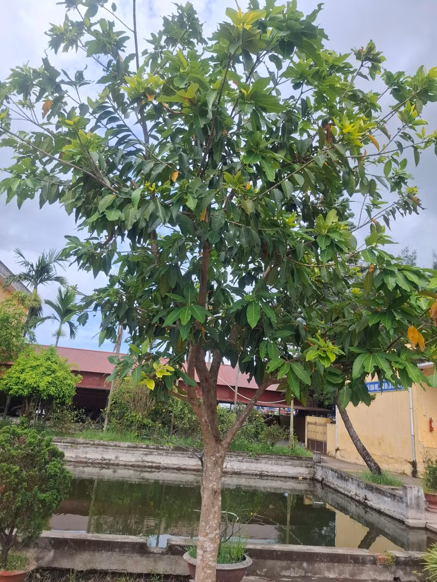 nuoc voi than thuong (3).jpg