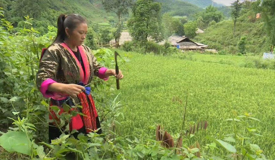 Chị Thào Thị Mày đi lấy dây Nhớt về làm giấy.