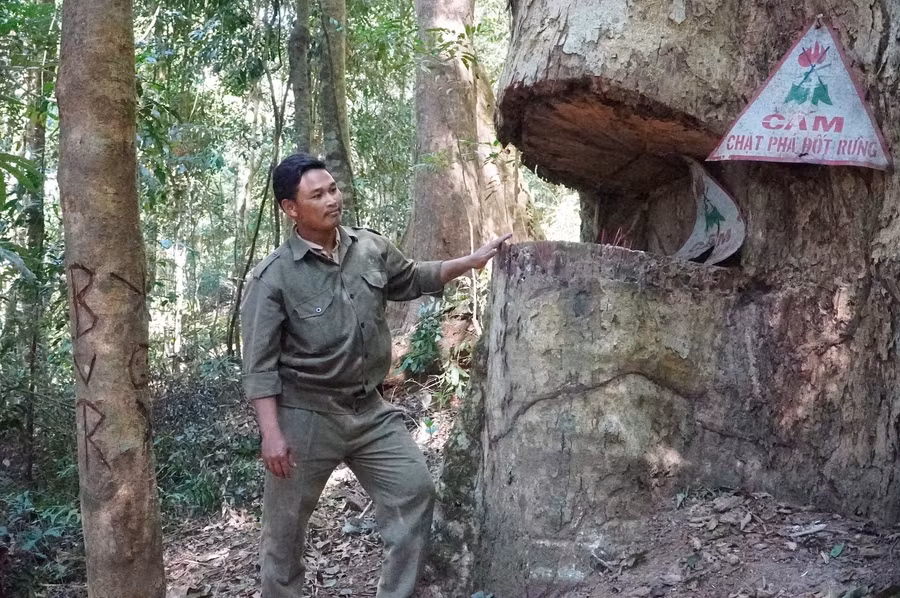 Cay sao cat hang tram nam tuoi giua dai ngan tay nguyen (5).JPG