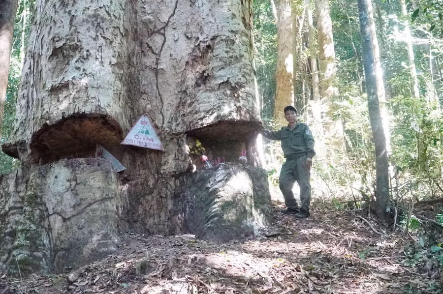 Cay sao cat hang tram nam tuoi giua dai ngan tay nguyen (3).JPG