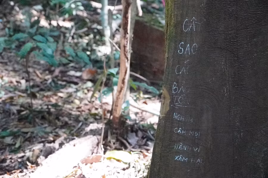 Cay sao cat hang tram nam tuoi giua dai ngan tay nguyen (7).JPG