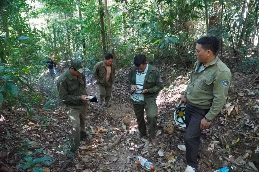 Cay sao cat hang tram nam tuoi giua dai ngan tay nguyen (8).JPG