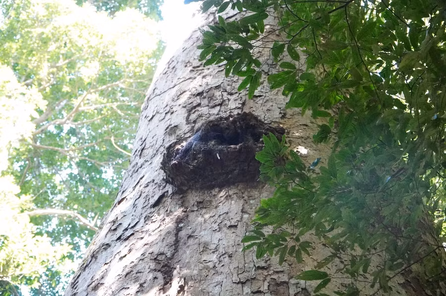 Cay sao cat hang tram nam tuoi giua dai ngan tay nguyen (4).JPG
