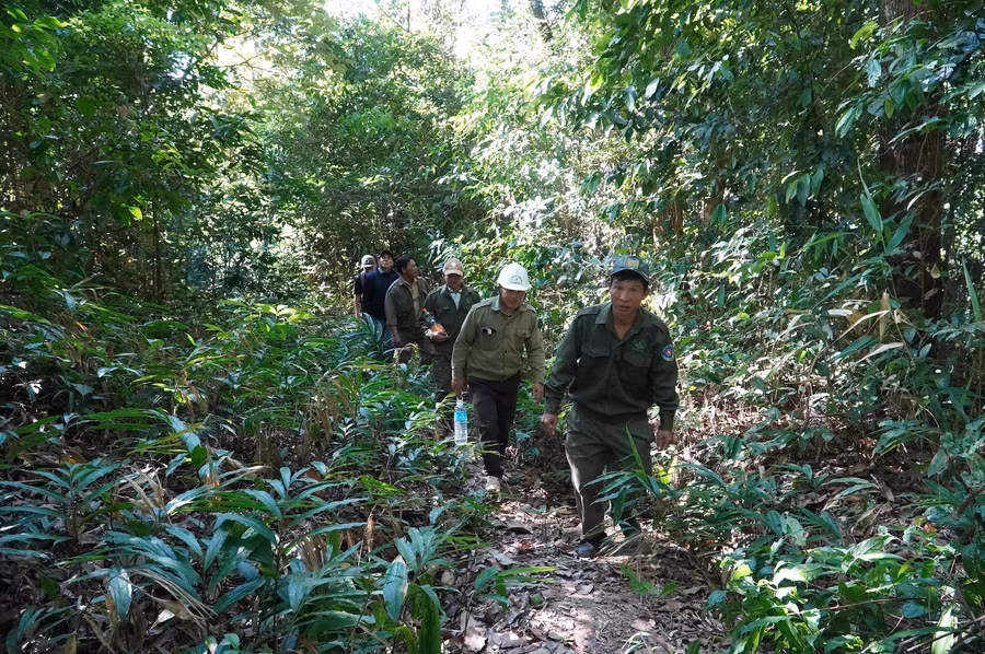 Cay sao cat hang tram nam tuoi giua dai ngan tay nguyen (6).JPG