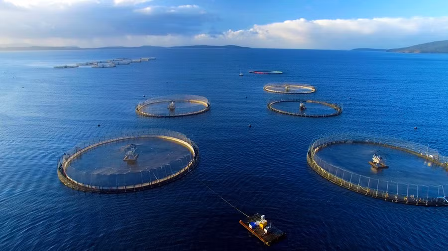 Tín hiệu tăng trưởng đáng mừng từ xuất khẩu thủy sản nhưng đặt ra nhiều thách thức trong tương lai.