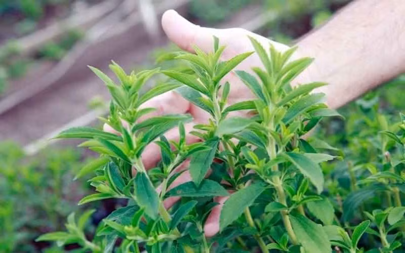 Cỏ ngọt là chứa nhiều thành phần dưỡng chất quý để làm trà và kẹo ngọt cho bệnh nhân tiểu đường.