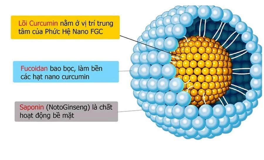 Hệ vi bao Curcumin bằng Fucoidan chiết từ rong nâu và Saponin Notoginseng chiết từ tam thất.