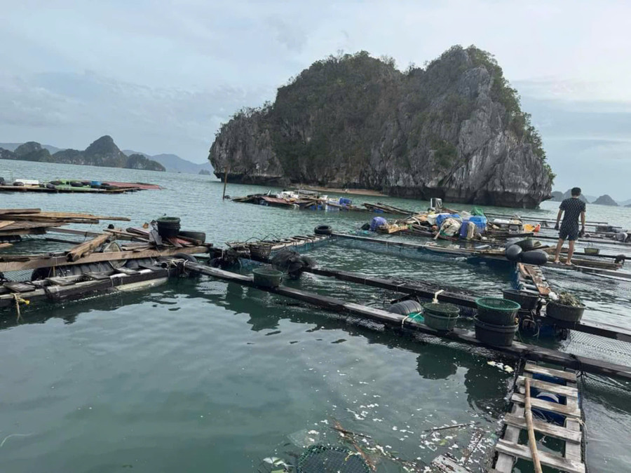 Người nuôi cá trên vùng biển Vân Đồn, Quảng Ninh trắng tay sau bão số 3, nợ nần chồng chất.