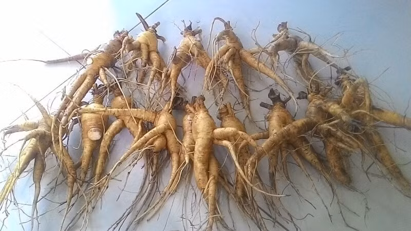  Nhóm nghiên cứu lựa chọn sâm Bố Chính một năm tuổi được trồng tại Khu Nông trường Việt Trung (Bố Trạch, Quảng Bình).