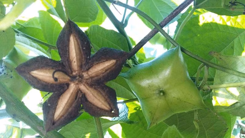 May so che hat sachi cua ky su tay nguyen.png