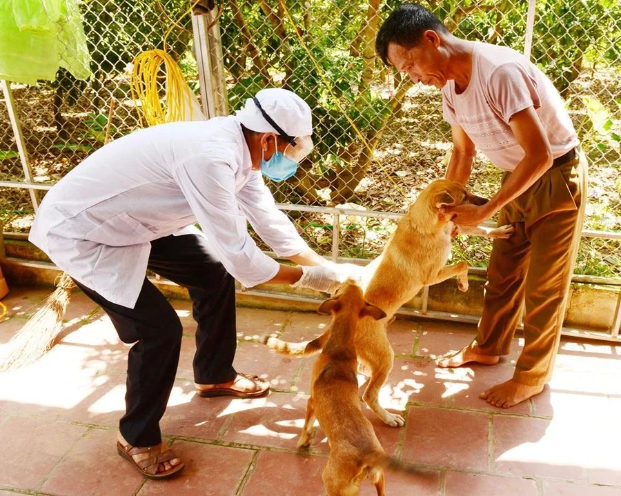 Cán bộ thú y xã Hồng Giang (Lục Ngạn, Bắc Giang) tiêm vắc-xin phòng dại cho đàn chó của một gia đình ở thôn Thượng Phương Sơn. Ảnh: ITN