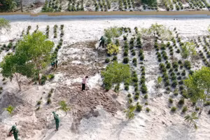 Gia đình ông Khích tiên phong xây dựng mô hình nuôi nhông trên cát tại Sen Ngư.