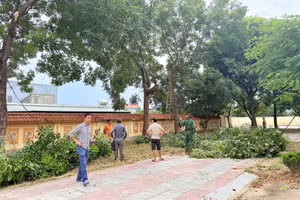 Trường THPT Ngô Quyền (Quảng Trị) cắt tỉa cây xanh, đảm bảo an toàn mùa mưa bão.