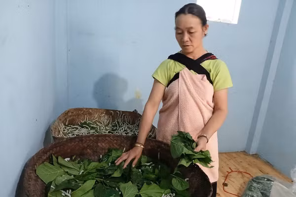 Người dân bản Pa Pe định hướng phát triển kinh tế từ trồng dâu nuôi tằm.